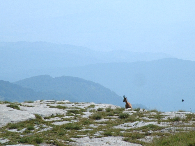 Camoscio d''Abruzzo Rupicapra pyrenaica ornata